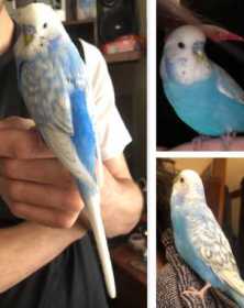 Lost Budgerigar