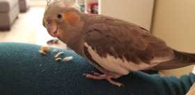 Lost Cockatiel