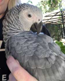 Lost African Grey