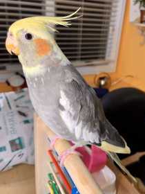 Lost Cockatiel