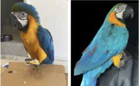 Lost Macaw