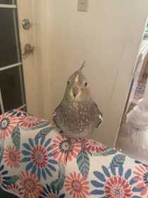 Lost Cockatiel