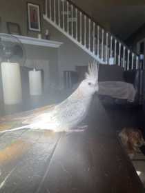 Lost Cockatiel