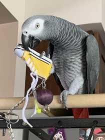 Lost African Grey