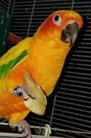 Lost Conure