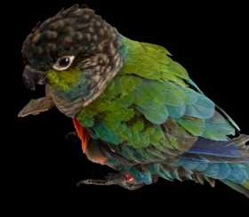 Lost Conure