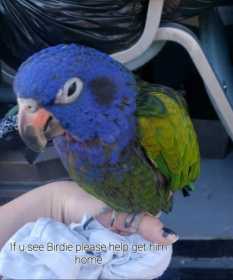 Lost Blue-Headed Pionus