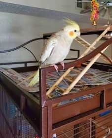 Lost Cockatiel