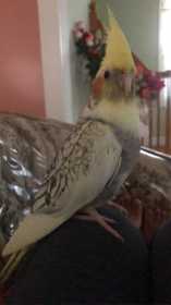 Lost Cockatiel