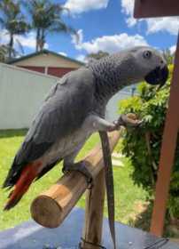 Lost African Grey