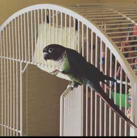 Lost Conure