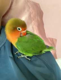 Lost Lovebird