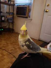 Lost Cockatiel