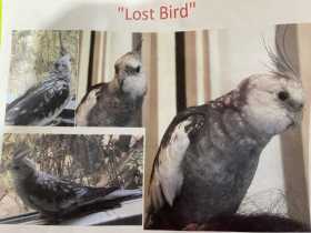 Lost Cockatiel