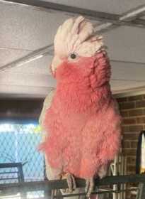 Lost Galah Cockatoo