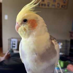 Lost Cockatiel