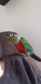 Lost Conure