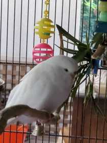 Lost Budgerigar