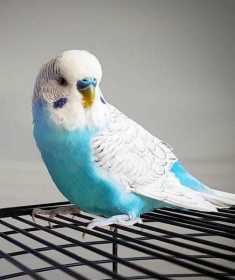 Lost Budgerigar