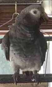 Lost African Grey