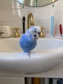 Lost Budgerigar