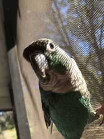 Lost Conure