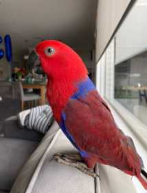 Lost Eclectus