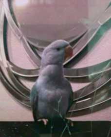 Lost Indian Ringneck Parakeet