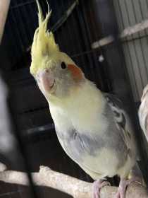 Lost Cockatiel