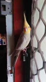 Lost Cockatiel