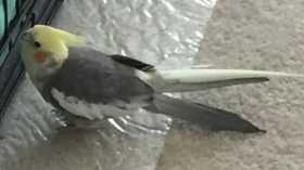 Lost Cockatiel