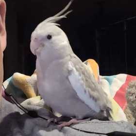 Lost Cockatiel