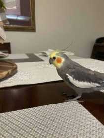 Lost Cockatiel