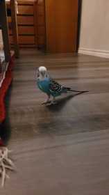 Lost Parakeet