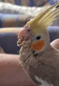 Lost Cockatiel