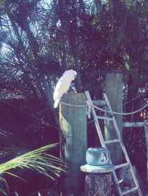 Lost Cockatoo