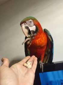 Lost Macaw