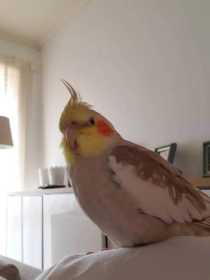 Lost Cockatiel