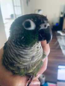 Lost Conure