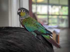 Lost Conure