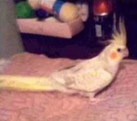 Lost Cockatiel