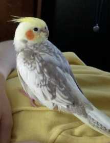 Lost Cockatiel