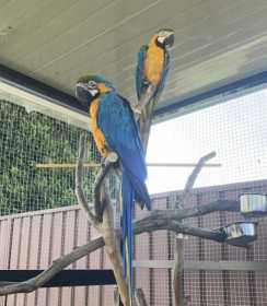 Lost Macaw