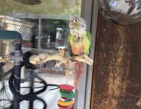 Lost Conure