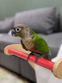 Lost Conure