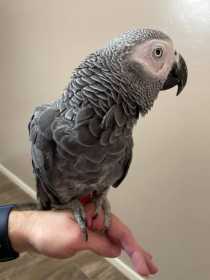 Lost African Grey