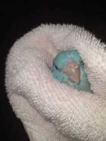 Lost Parrotlet