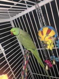 Lost Indian Ringneck Parakeet