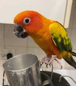 Lost Conure