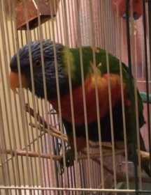 Lost Lory / Lorikeet